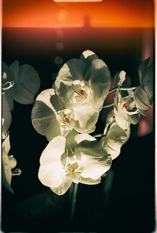 film photograph