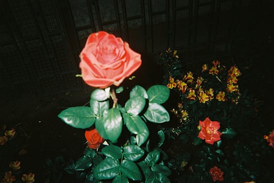 film photograph