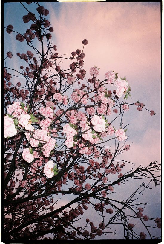 film photograph
