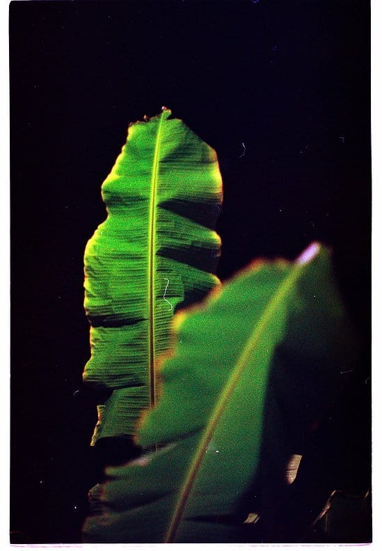 film photograph