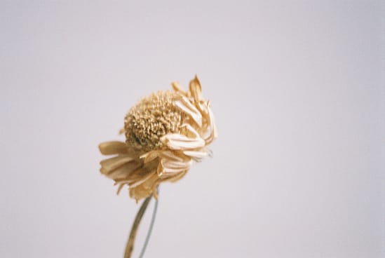 film photograph