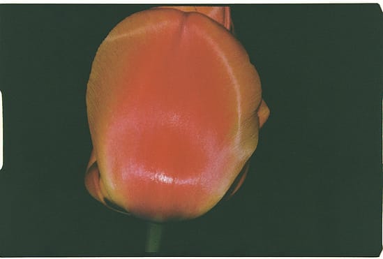 film photograph