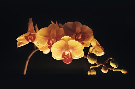 film photograph