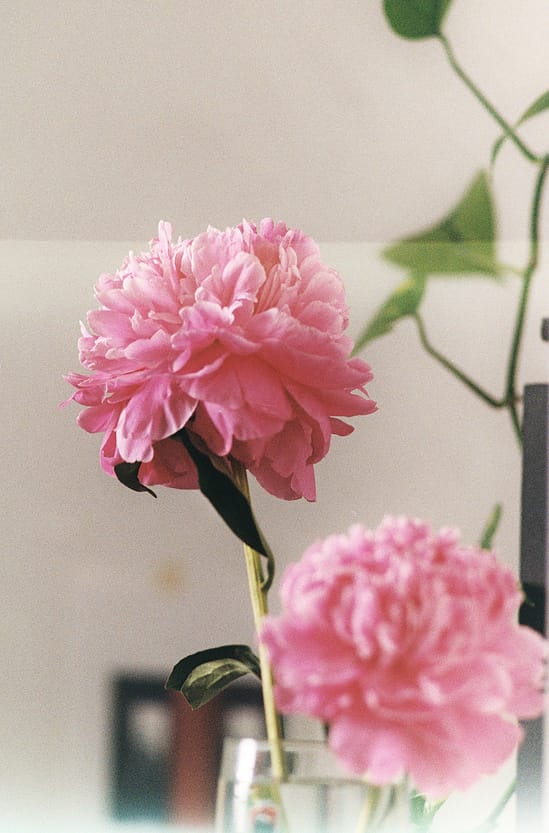 film photograph